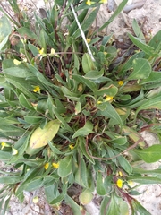 Scorpiurus muricatus