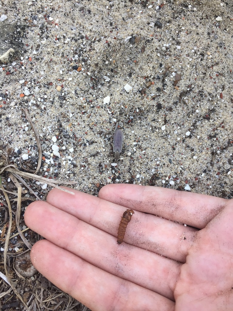 Phyllomydas parvulus