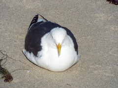 Larus occidentalis