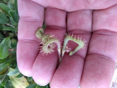 Scorpiurus muricatus