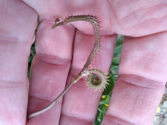 Scorpiurus muricatus