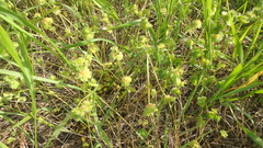 Lamium amplexicaule orientale