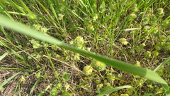 Lamium amplexicaule orientale