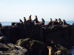 Zalophus californianus
