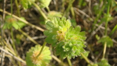 Lamium amplexicaule orientale