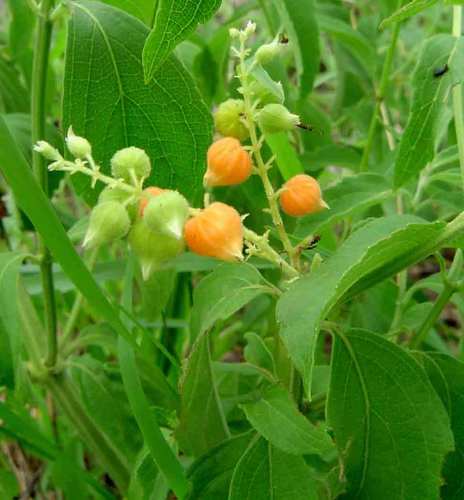 butterberry