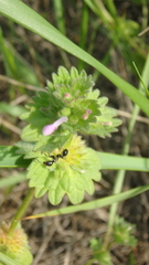 Lamium amplexicaule orientale