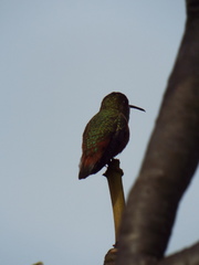 Selasphorus sasin sedentarius