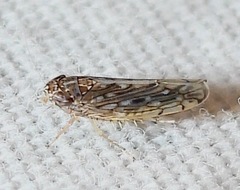 Osbornellus clarus