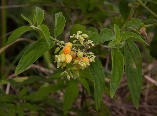 butterberry