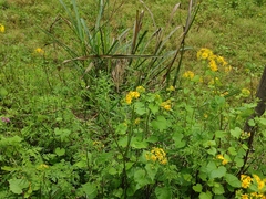 Sinosenecio oldhamianus