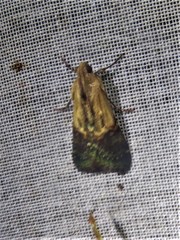 Cacozelia basiochrealis