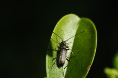 Grammoptera ruficornis