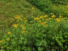 Sinosenecio oldhamianus