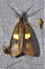 Aclytia
