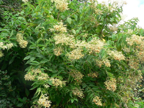 butterberry