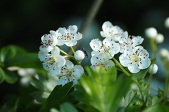 Grammoptera ruficornis