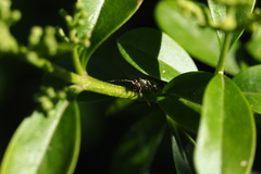 Grammoptera ruficornis