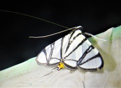 Conchylodes nolckenialis