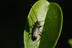 Grammoptera ruficornis
