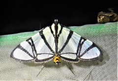 Conchylodes nolckenialis