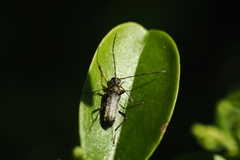 Grammoptera ruficornis