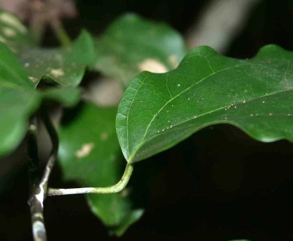 elbowleaf