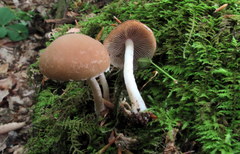 Psathyrella piluliformis image
