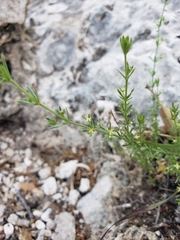 Galium microphyllum