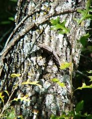 Sceloporus olivaceus