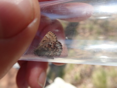 Callophrys lanoraieensis