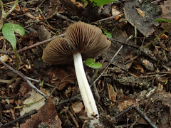 Psathyrella spadiceogrisea