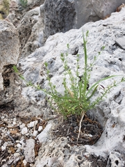 Galium microphyllum