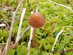Galerina paludosa