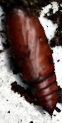 Scoliopteryx libatrix