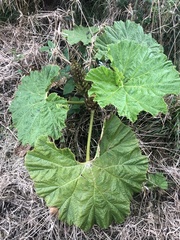 Gunnera petaloidea