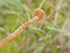 Galerina paludosa