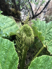 Gunnera petaloidea