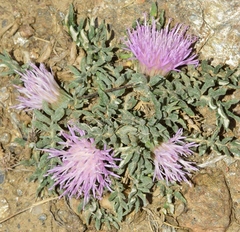 Jurinea humilis