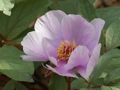 Paeonia cambessedesii