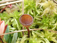 Monilinia oxycocci