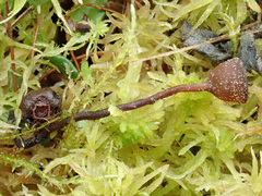 Monilinia oxycocci
