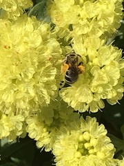 Lasioglossum sisymbrii
