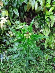 Cirsium japonicum