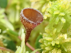 Monilinia oxycocci