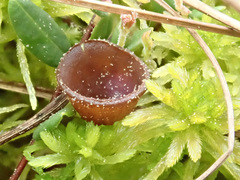 Monilinia oxycocci