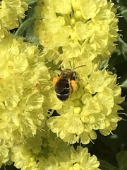 Lasioglossum sisymbrii