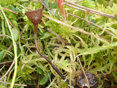 Monilinia oxycocci