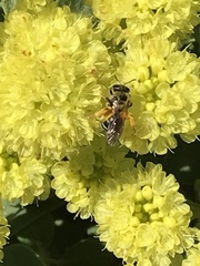 Lasioglossum sisymbrii