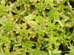 Sphagnum balticum